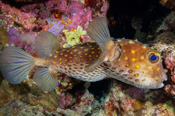 Puffer Fish at the Red Sea, Egypt