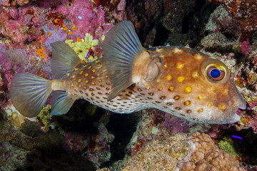 Puffer Fish at the Red Sea, Egypt