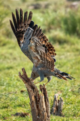 Harrier Hawk2
