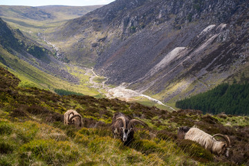 Carneros en la ladera de un monte con valle al fondo en Glendalough, Irlanda