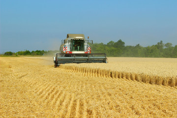 Obraz premium Combine, wheat meadow. Harvesting machine working in the meadow. Agriculture concept.