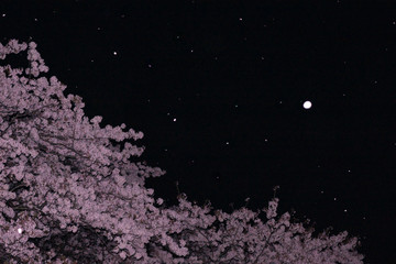 Japanese landscape night SAKURA