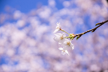 Japanese landscape sky and SAKURA