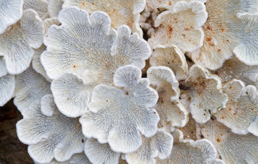 Split Gill (schizophyllum commune) on a dead branch of a Birch, resembling loose chinese fans, viewed from the bottom side