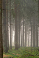 Misty morning in a mysterious pine forest