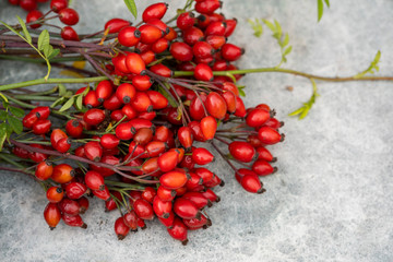On a gray concrete background, cut branches of ripe red dog rose. Top view. Horizontal frame. Copy space.