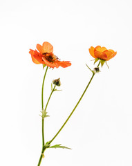 orange flower on the white background