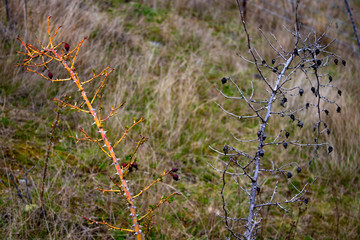 Twop contrasting branches of life and death