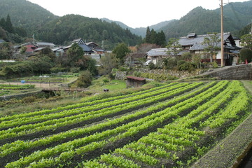 Rice fields in Kyoto Prefecture, Japan