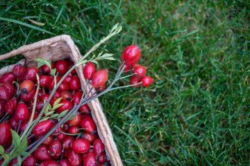 Dry herbs, green branches with leaves and rose hips in a wicker basket on a green lawn. still life. Close-up. Top view. Copy space.