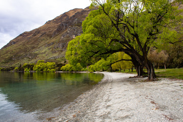 Tree trunk with bright green foliage on the shore of the lake horizontal landscape