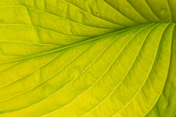 green leaf isolated on teh white