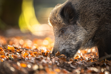  Wild Boar Or Sus Scrofa, Also Known As The Wild Swine, Eurasian Wild Pig