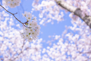 Japanese landscape sky and SAKURA