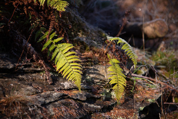 Frost on the forest undergrowth