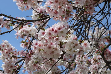 Close-up of white Sakura flowers in spring with blurred background