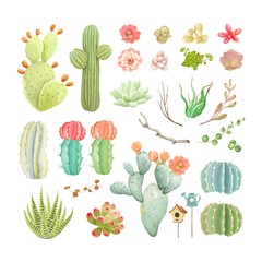 Big vector set with flowers, cacti, branches and succulents.