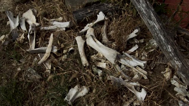 Pile of animal bones on a farm
