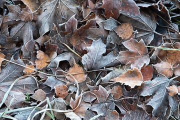 Frost on the forest undergrowth