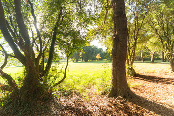 morning in the city park