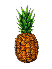 Pineapple vector drawing. Tropical summer fruit hand drawn illustration.