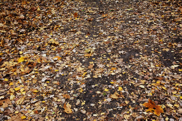 forest, nature, tree, wood, green, leaves, moss, trees, autumn, plant, mushroom, grass, natural, woods, spring, old, leaf, root, trunk, water, bark, park