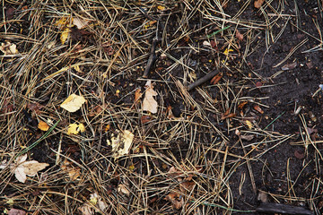 forest, nature, tree, wood, green, leaves, moss, trees, autumn, plant, mushroom, grass, natural, woods, spring, old, leaf, root, trunk, water, bark, park