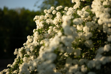 White flowers on a spirea plant bush in summer in garden