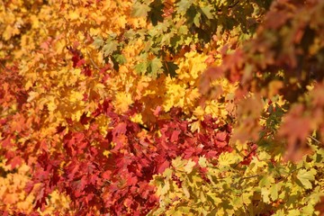 Naklejka na ściany i meble colorful autumn maple leaves in Tambov region