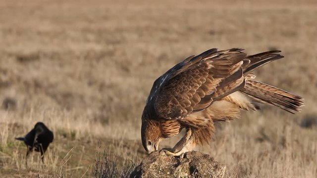 Two years old female of Bonelli&acute;s Eagle early morning, Aquila fasciata