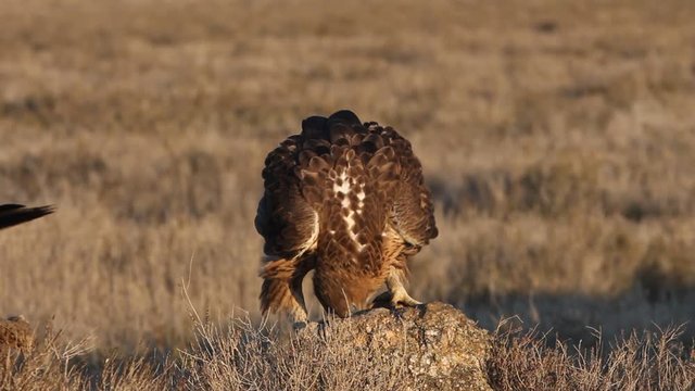 Two years old female of Bonelli&acute;s Eagle early morning, Aquila fasciata