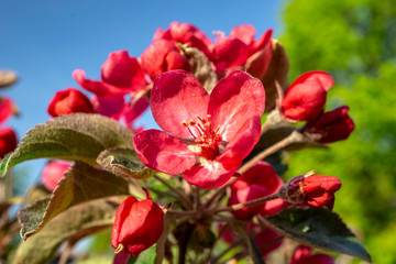 Fototapeta na wymiar red apple flowers in the garden