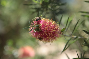 Callistemon bottlebrush plant with bee and green bokeh red flower with hundreds of stamens