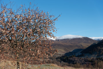 Berries on the tree with munros in the background