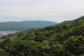 Japanese forests in Kansai region