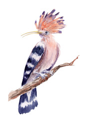 watercolor drawing of a bird - hoopoe on a branch