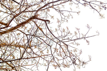 The branches of the tree stem that extends out to  pattern on background in daytime, idea copy space     