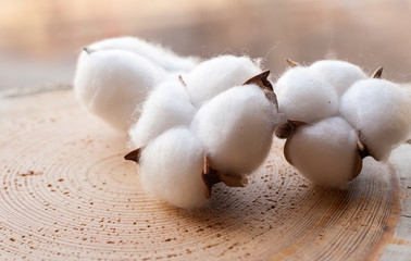 Cotton flowerrs on wooden surface