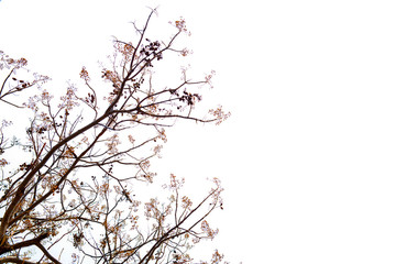The branches of the tree stem that extends out to  pattern on background in daytime, idea copy space     