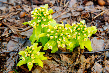 Small trees that grow in the soil, the weather, damp morning