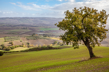 Typical Tuscany cultivation Fields Landscape scenic