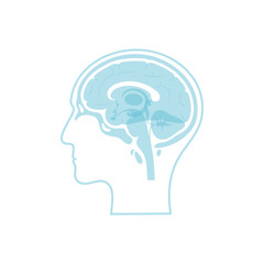 Vector illustration of Corpus callosum