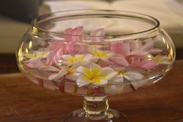 White and pink frangipani flowers floating in a vase, lot of freshness and a very pleasant smelling for this table decoration.