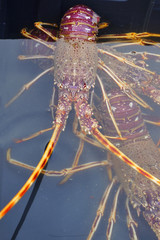 View of a fresh live Mediterranean spiny lobster for sale at the fish market on the Vieux Port (Old Port) in Marseille, France