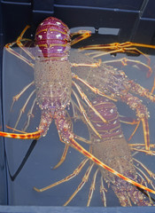 View of a fresh live Mediterranean spiny lobster for sale at the fish market on the Vieux Port (Old Port) in Marseille, France