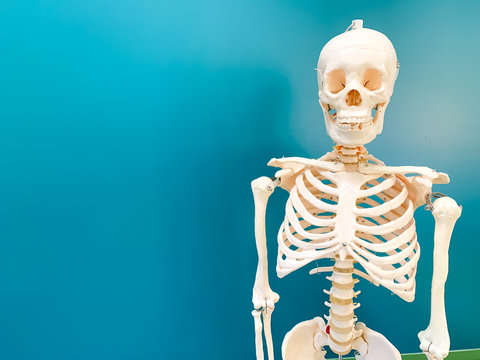 Artificial human skeleton in a school classroom. A green chalkboard is in the background.