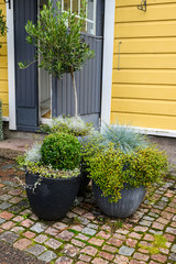 Pots with green street plants succulents. Porvoo, Finland