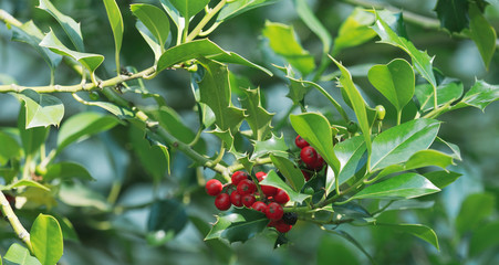 Ilex aquifolium or holly, ornamental hedge with glossy green prickly leaves and bright red berries in winter