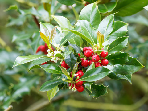 Ilex aquifolium or holly wient woody stems, dark green leaves with sharp spines and terminal clusters of white or yellowish flowers between red drupes or berries