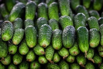 Green cucumber. Beautiful fresh green cucumbers. A bunch of cucumbers are for sale in the local market.